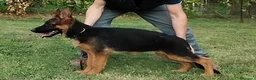 Pastore Tedesco cani in vendita: PASTORI TEDESCHI - Annuncio 8