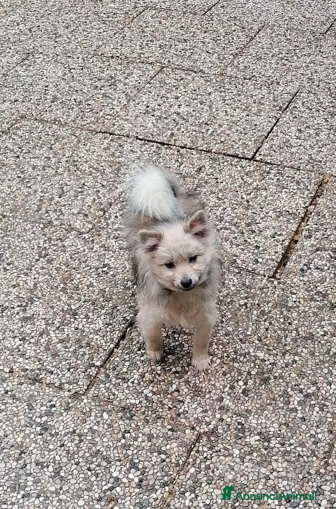 Spitz cani in vendita: Volpino - Spitz tedesco - Annuncio 3