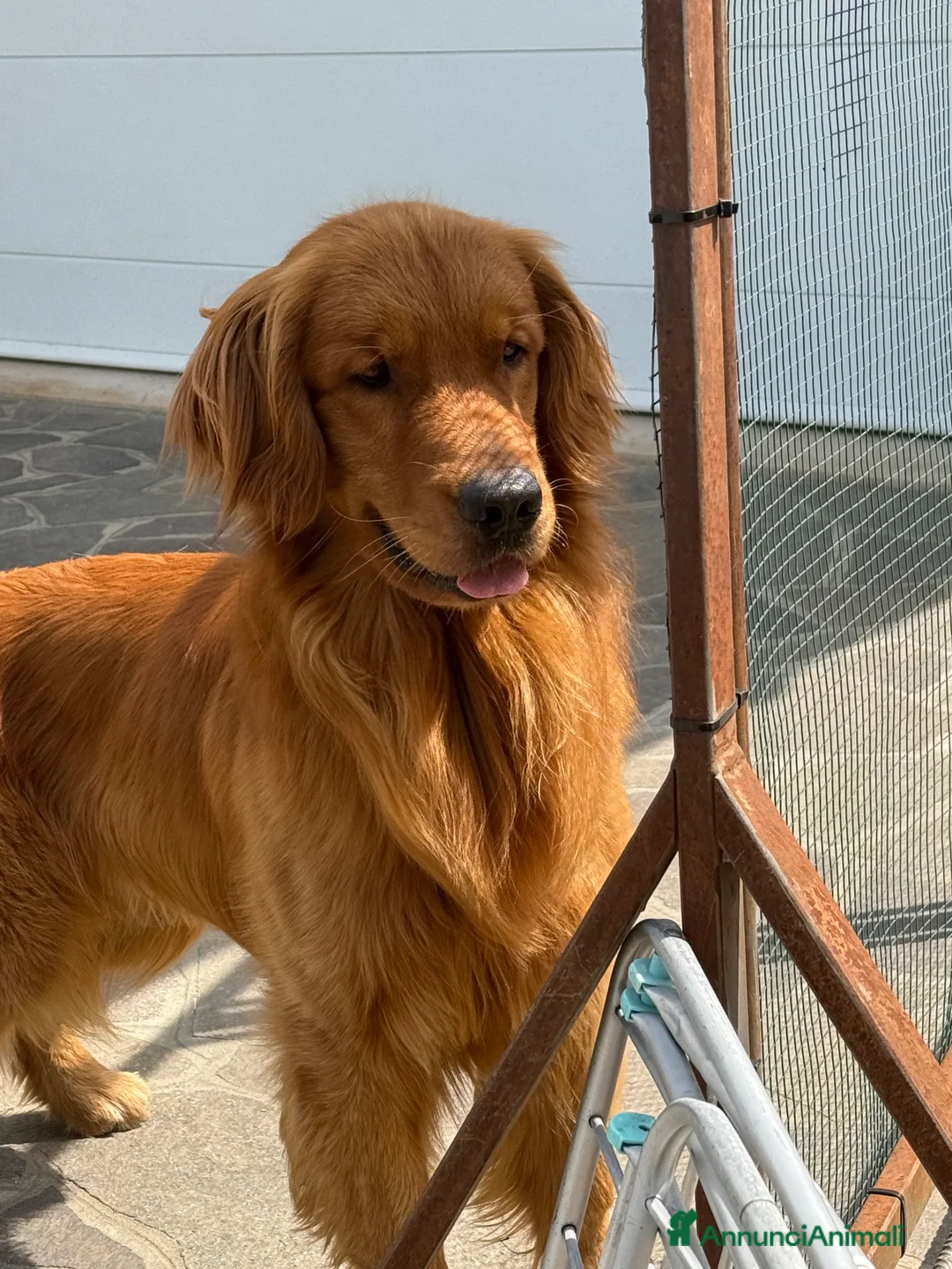 Golden Retriever cani per accoppiamento: Golden retriver per monta - Annuncio 6