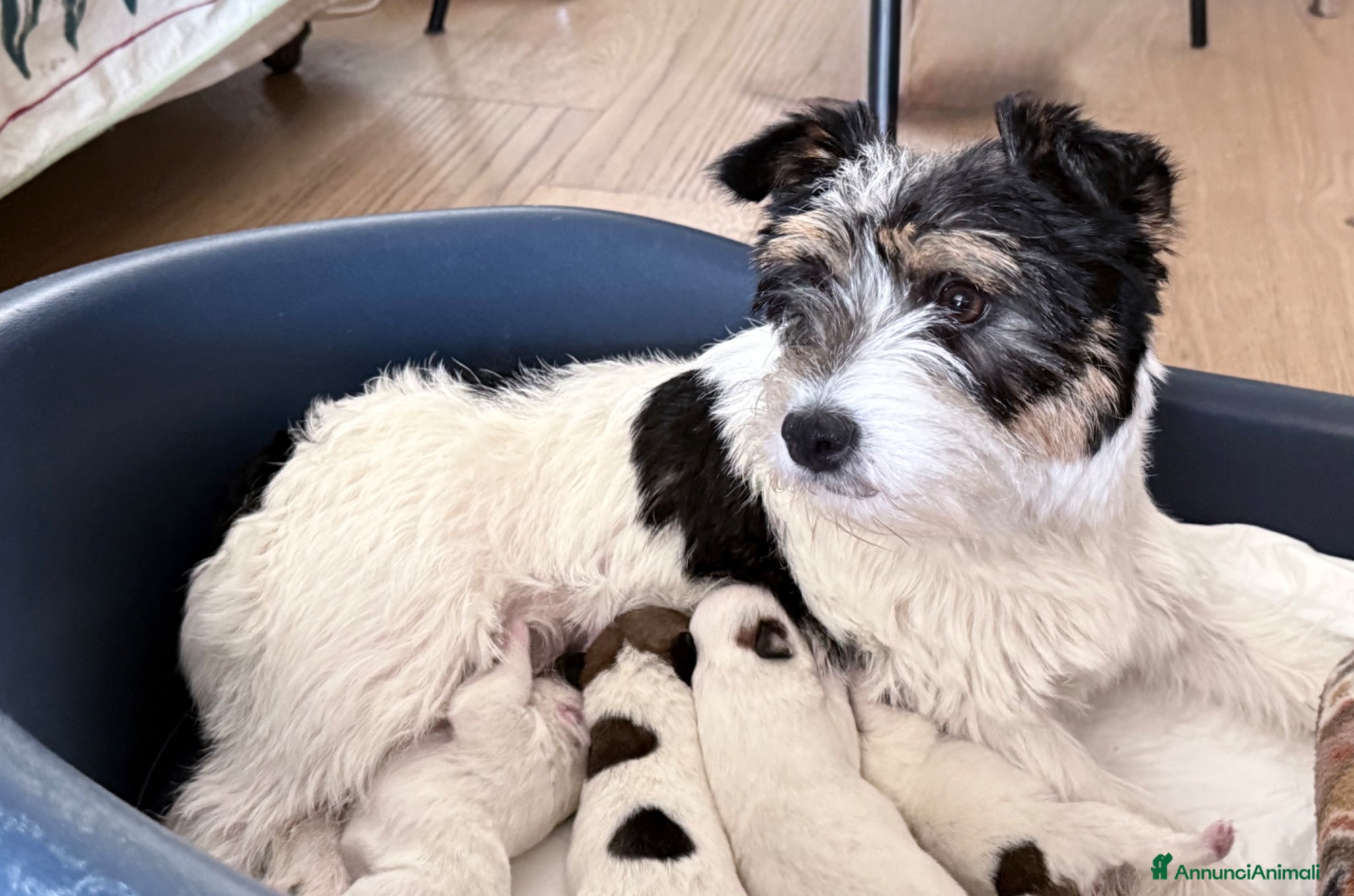 Jack Russell cani Maschi disponibile per la prenotazione - Annuncio 28