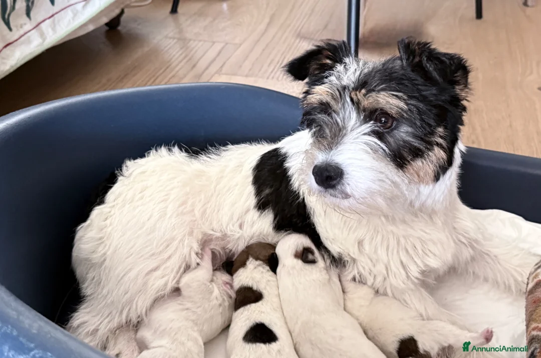 Jack Russell cani in vendita: Maschi disponibile per la prenotazione - Annuncio 1