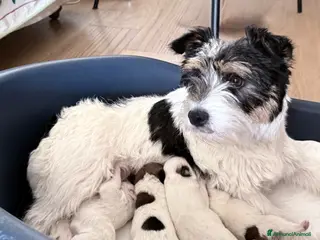 Jack Russell cani Maschi disponibile per la prenotazione - Annuncio 28