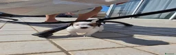 Jack Russell cani in vendita: 🐾 JACK RUSSELL TERRIER – PELO RUDIVO/BROKEN –  🐾 - Annuncio 3