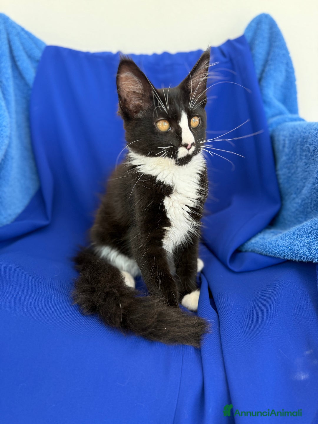Maine Coon gatti in vendita: Cucciola Maine coon da compagnia disponibile  a Provincia di Novara - Immagine 5