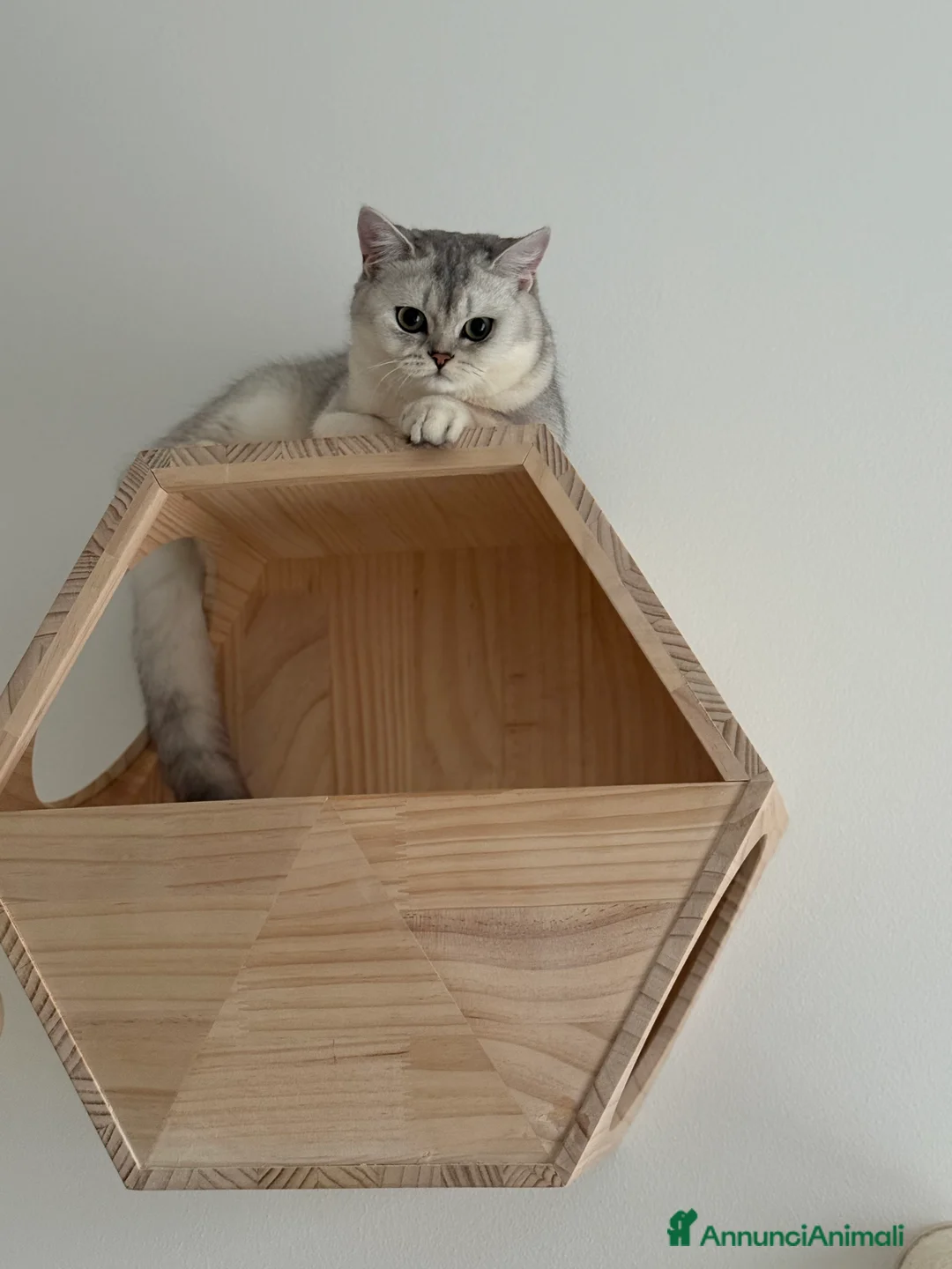 Scottish gatti in vendita: Scottish Straight  - Annuncio 6