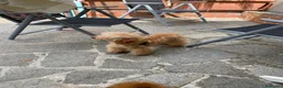 Barboncino cani in vendita: Barboncino piccolo nano albicocca  - Annuncio 5