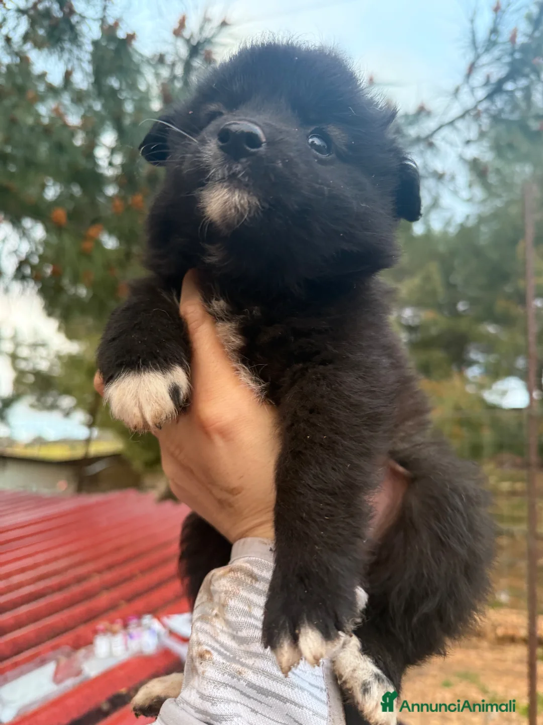 Meticcio cani in regalo: Cuccioli taglia piccola  - Annuncio 13