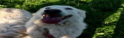 Pastore Maremmano cani in regalo: Tony anima dolcissima rinchiuso dentro un recinto - Annuncio 6