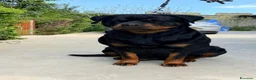 Rottweiler cani in vendita: Rottweiler - Annuncio 15