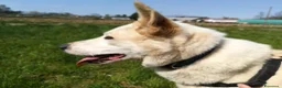 Meticcio cani in regalo: Camilla una dolcezza ,cerca casa - Annuncio 6