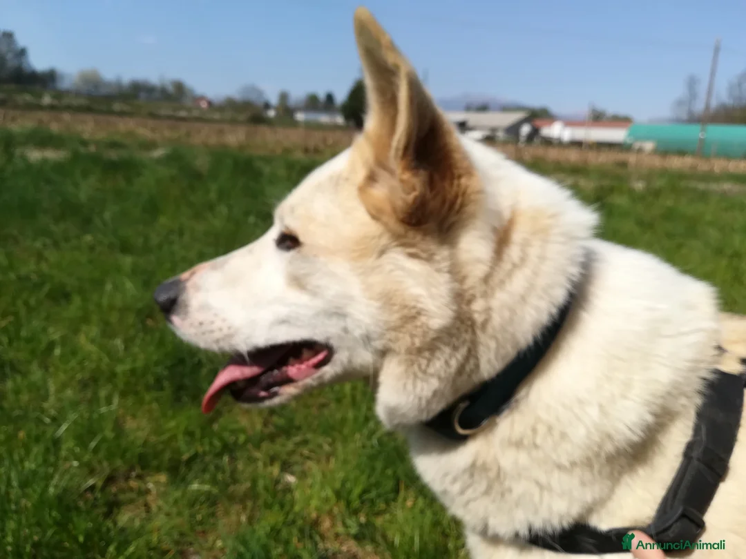 Meticcio cani in regalo: Camilla una dolcezza ,cerca casa - Annuncio 6