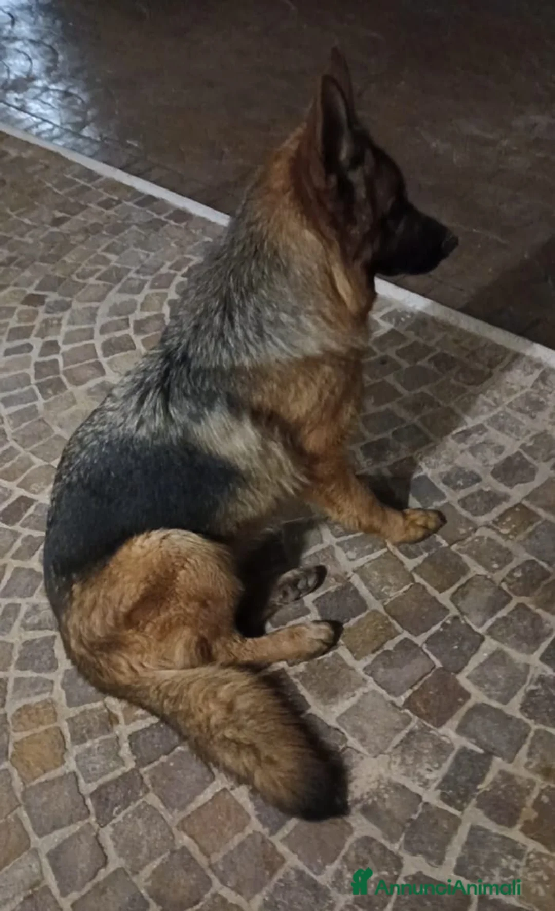 Pastore Tedesco cani in vendita: Giovane Femmina di Pastore Tedesco - Annuncio 3