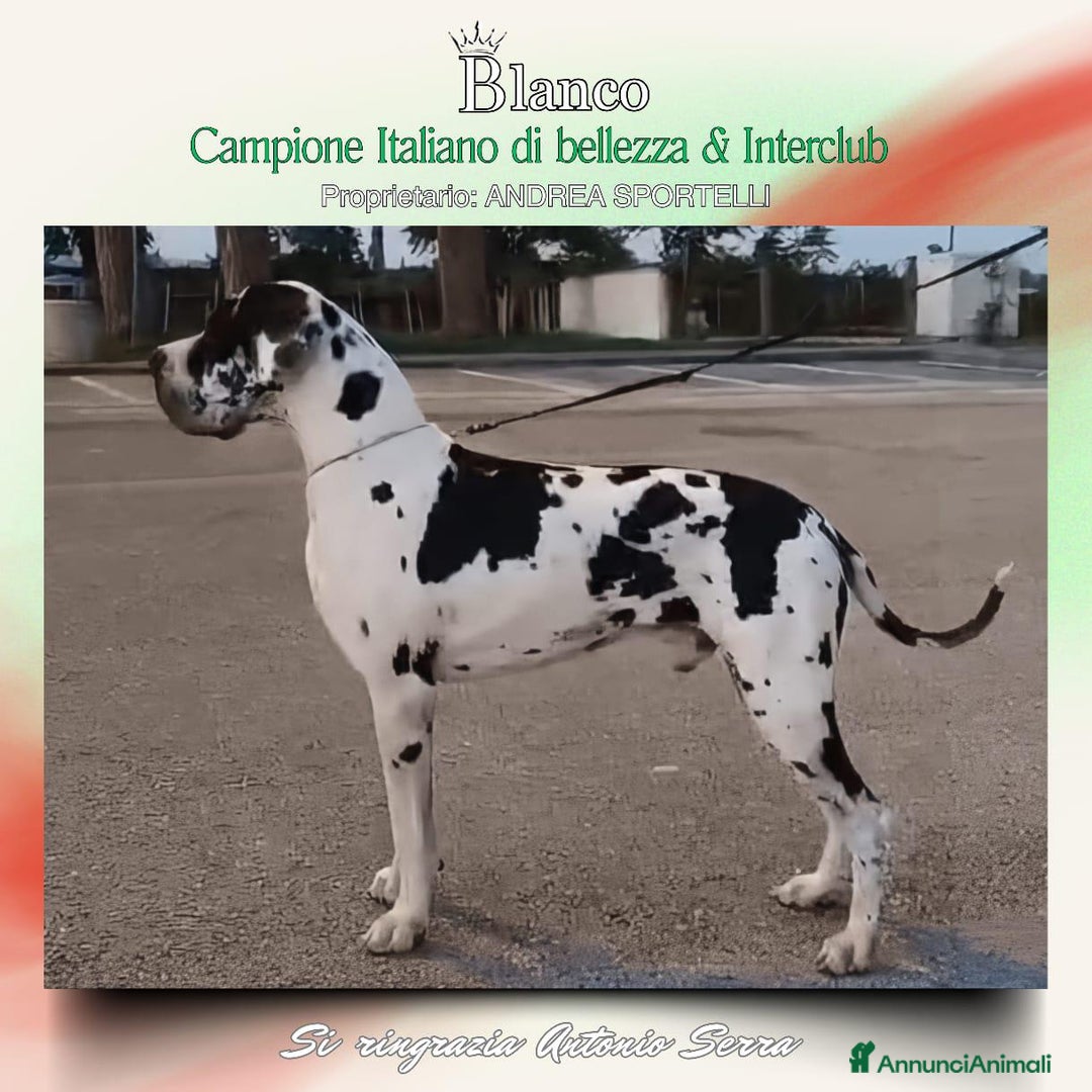 Alano cani in vendita: Zeus cucciolo Alano Nero  - Annuncio 6