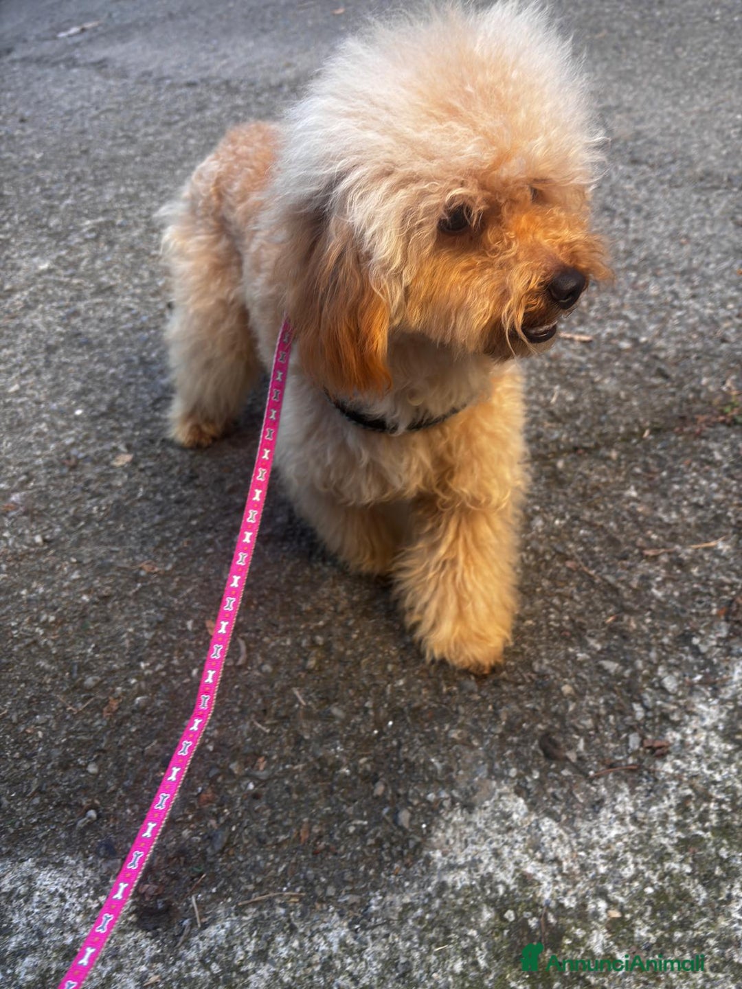 Barboncino cani in vendita: Barboncino piccolo nano  - Annuncio 4