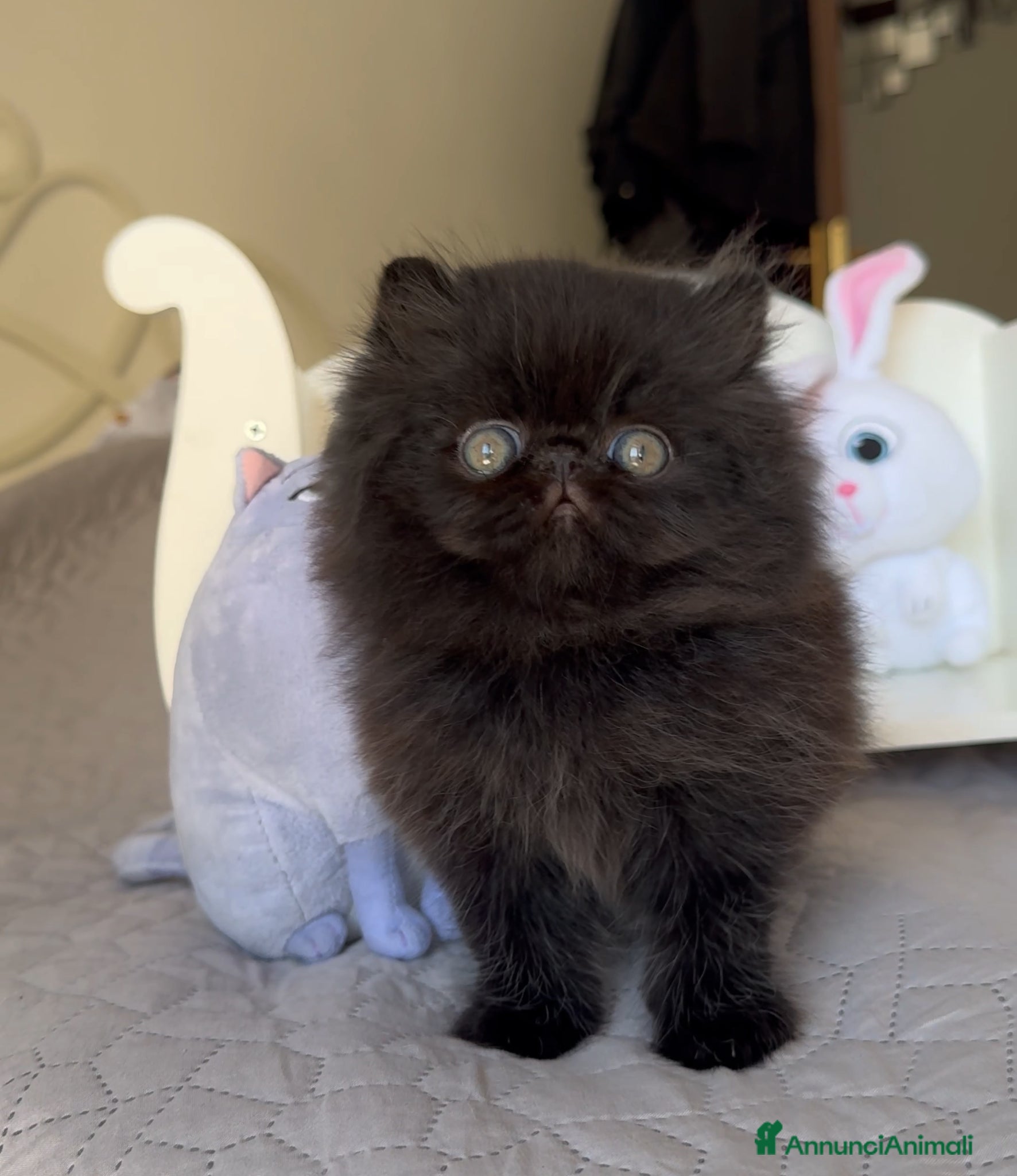 Persiano gatti in vendita: 🤍🖤 AnnaRita Oreo 🖤🤍 - Annuncio 3