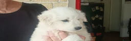 Meticcio cani in regalo: NEVE SPLENDIDA CUCCIOLA IN CERCA D'AMORE - Annuncio 3