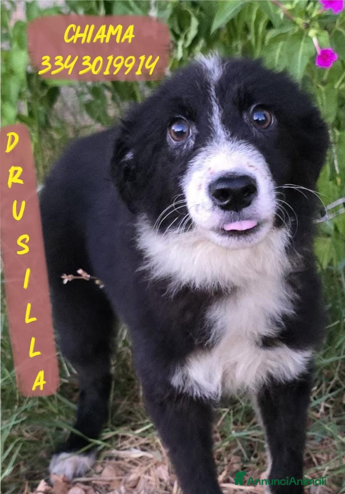 Meticcio cani     DRUSILLA 🩷 IL SUO POSTO È ACCANTO A TE. 🙏🏻 - Annuncio 36