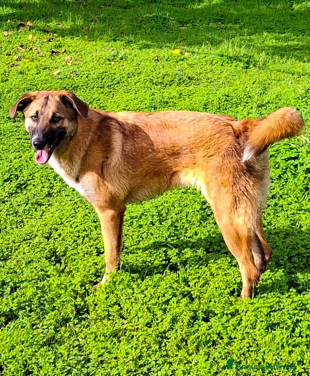 Meticcio cani in regalo: BEA 🩷-cucciola abbandonata chiusa in un sacchetto - Annuncio 3