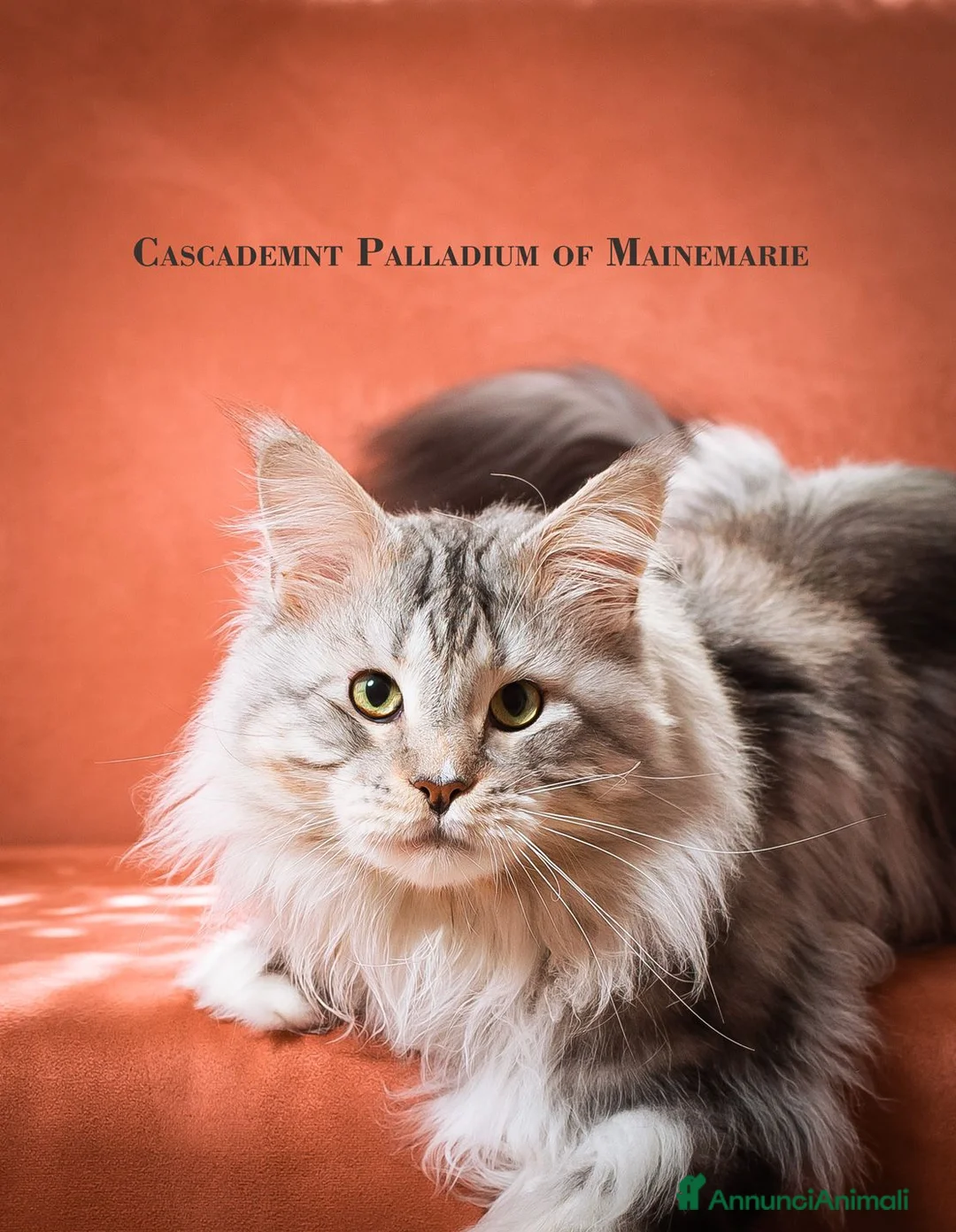 Maine Coon gatti in vendita: Gattina splendita dall'allevamento Mainemarie - Annuncio 12