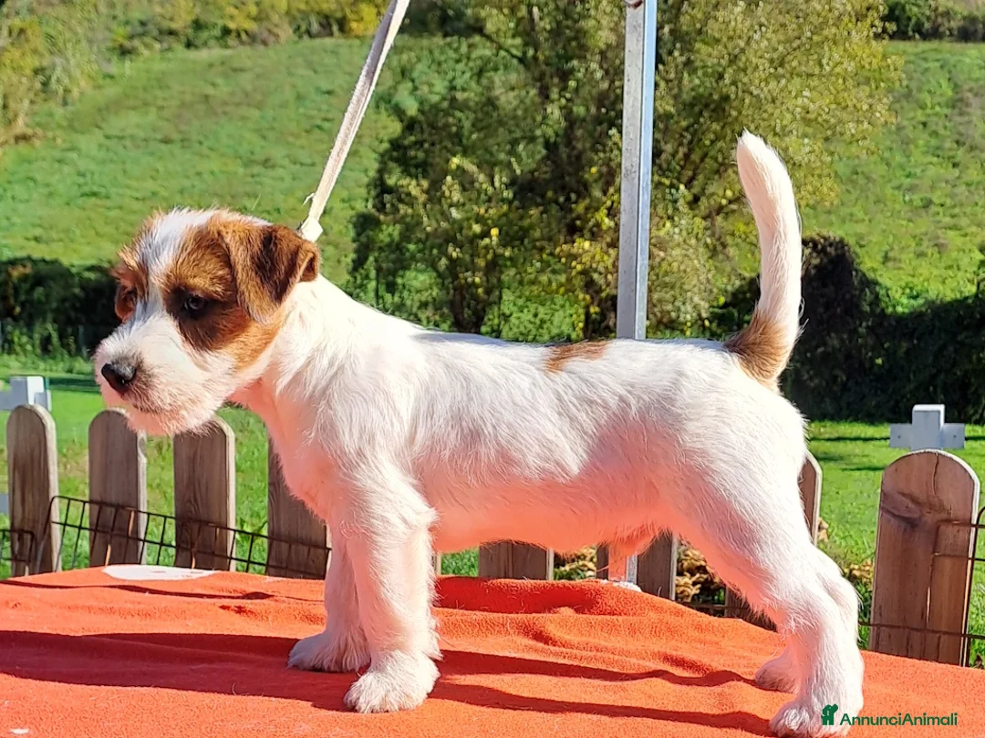 Jack Russell cani in vendita: Cucciol0 Jack ruvid0 - Annuncio 14