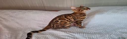 Bengala gatti in vendita: Gattini razza bengala  - Annuncio 4