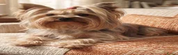Yorkshire cani in vendita: Yorkshire maschio - Annuncio 1