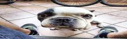 Bulldog Francese cani per accoppiamento: Ettore cerca fidanzata a Città metropolitana di Roma Capitale - Annuncio 6