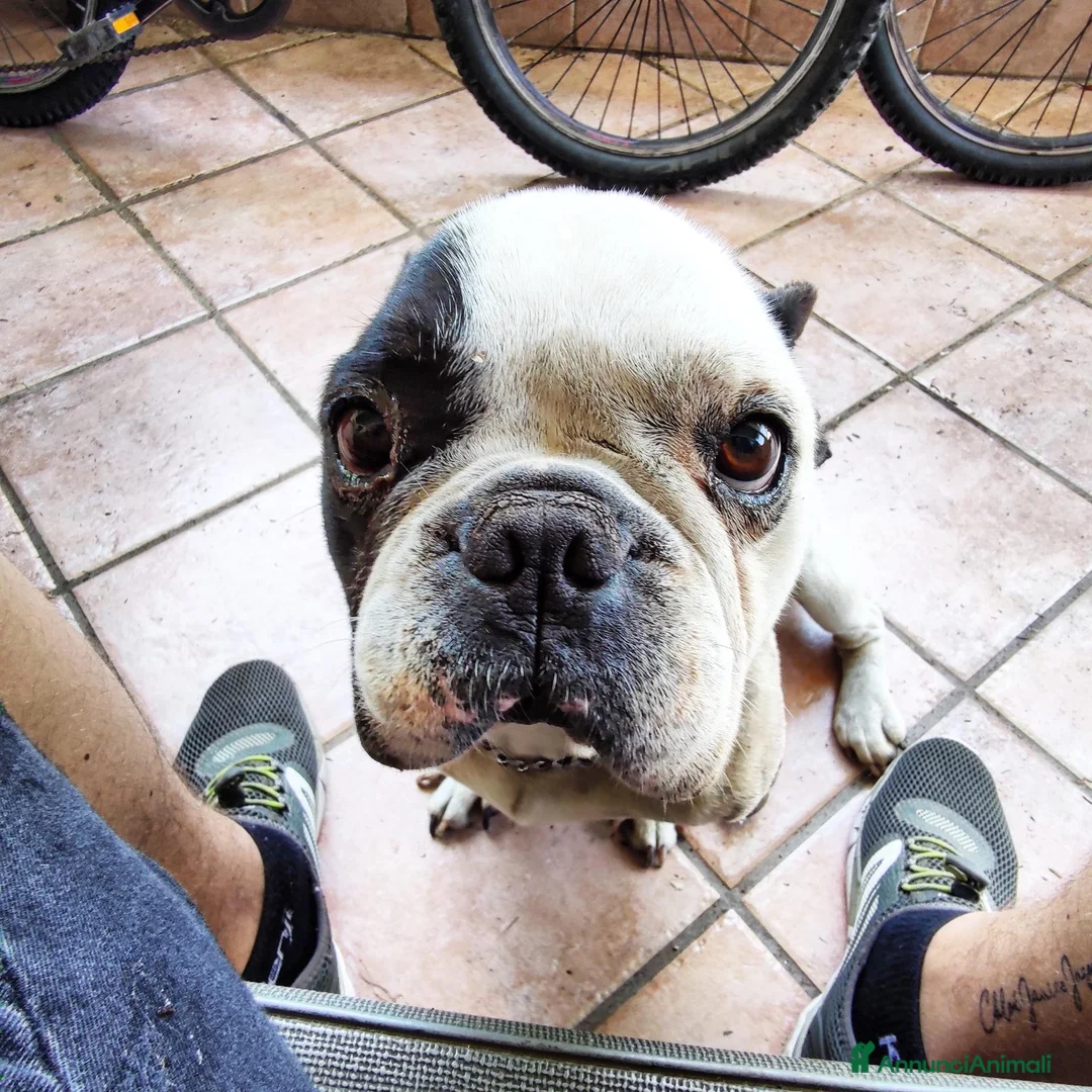 Bulldog Francese cani per accoppiamento: Ettore cerca fidanzata a Città metropolitana di Roma Capitale - Annuncio 6