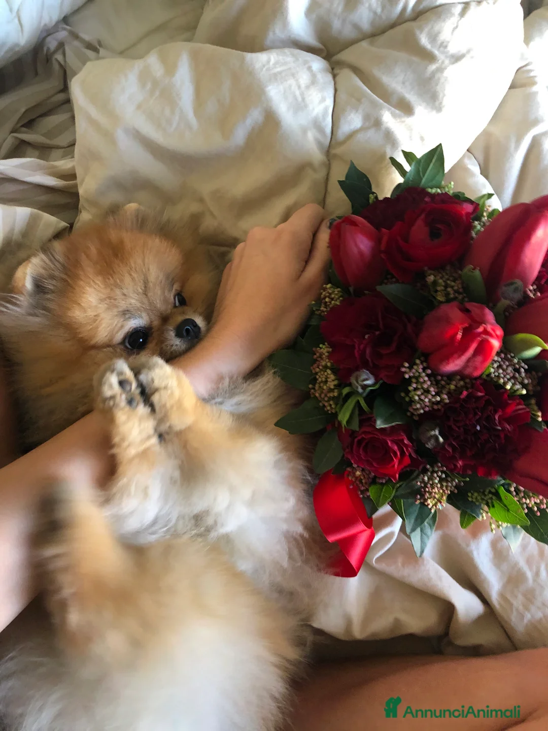 Volpino Pomerania cani per accoppiamento: Disponibile per accoppiamento - Annuncio 2