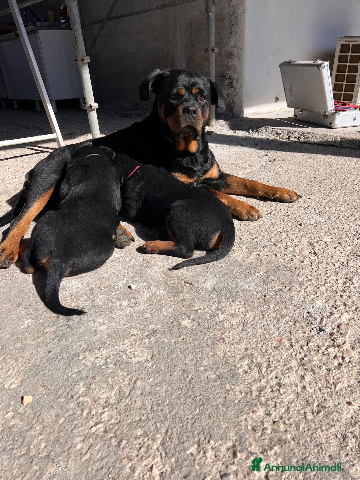 Rottweiler cani in vendita: Cuccioli di Rottwailer - Annuncio 1