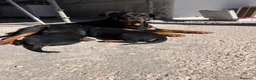 Rottweiler cani in vendita: Cuccioli di Rottwailer - Annuncio 1