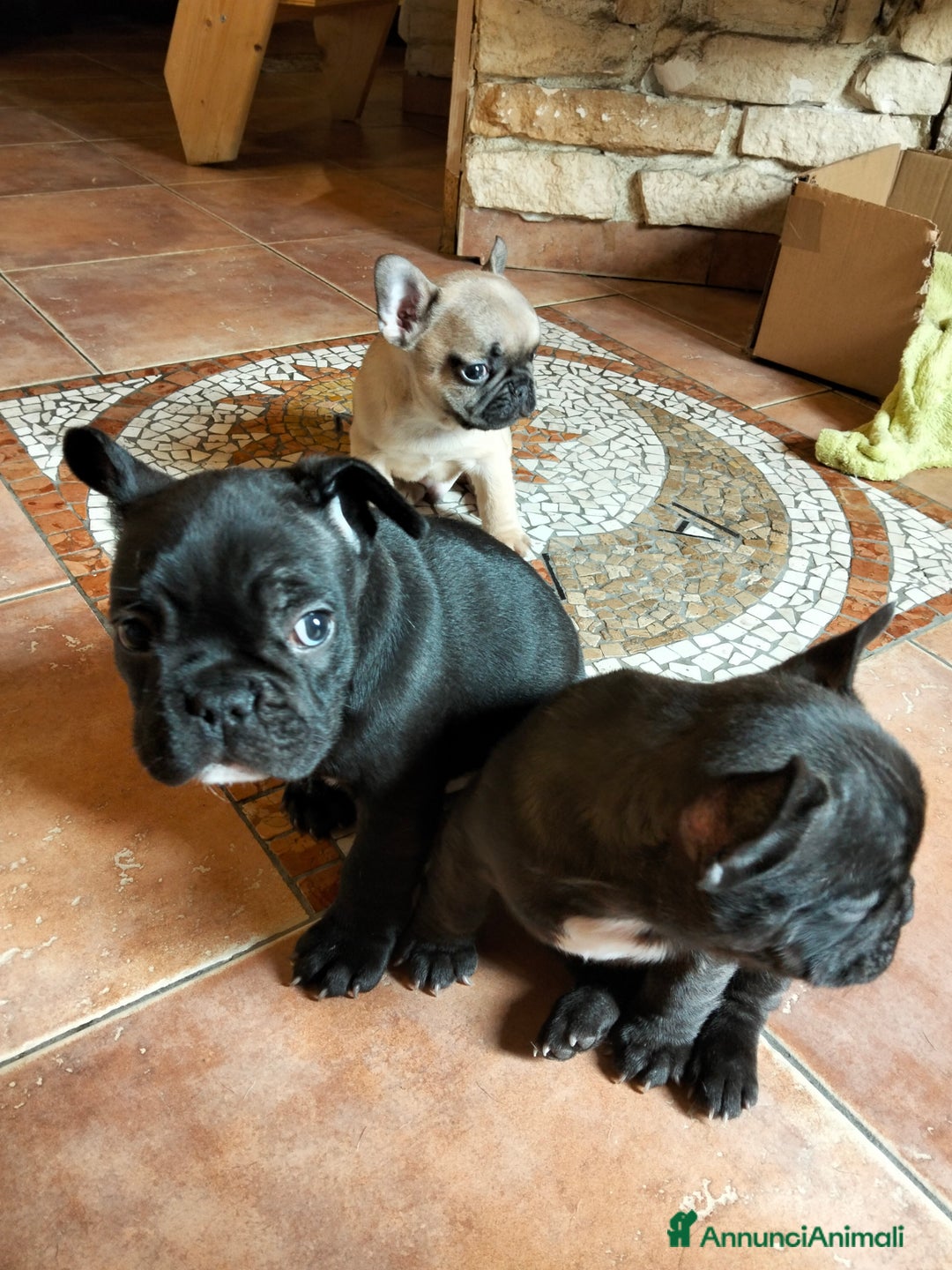 Bulldog Francese cani in vendita: Cuccioli bulldog francese  - Annuncio 6