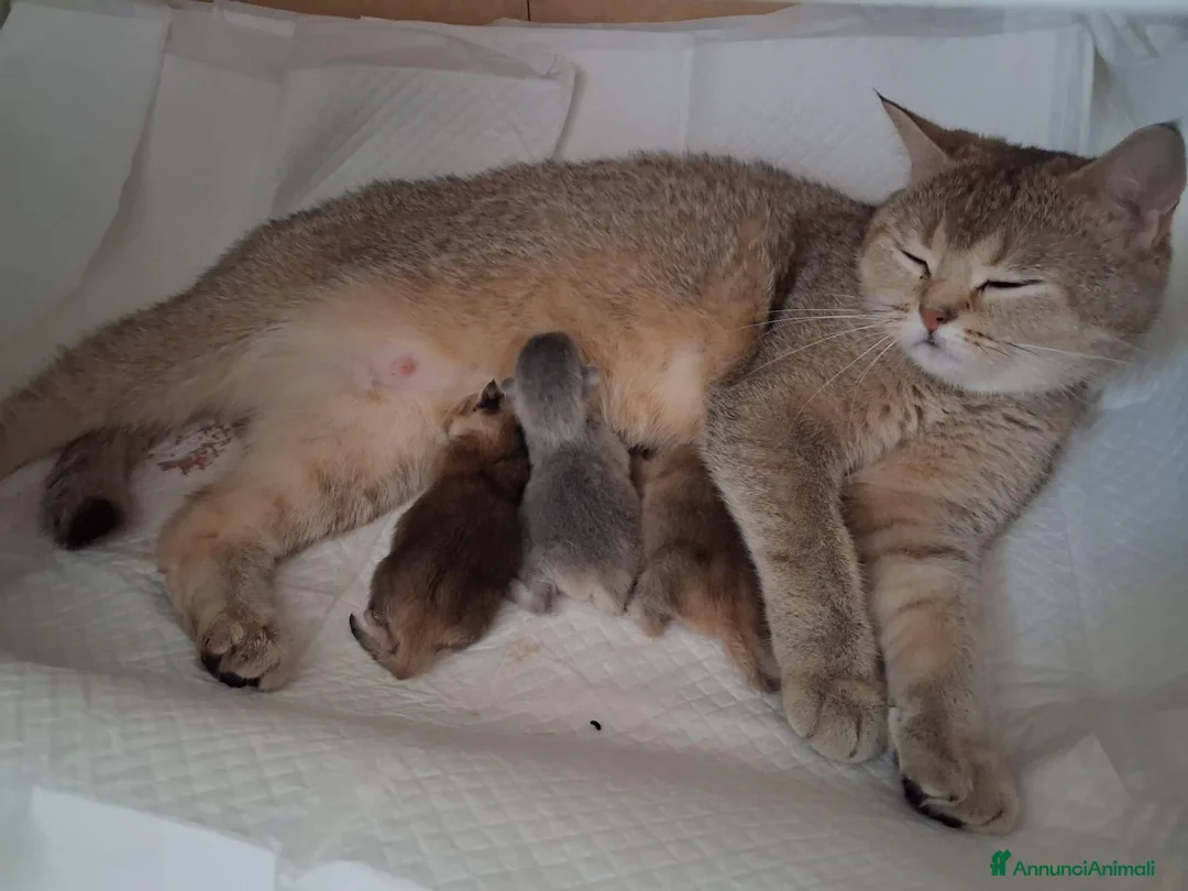 Scottish gatti in vendita: Splendidi cuccioli Scottish Straight – Modena - Annuncio 11
