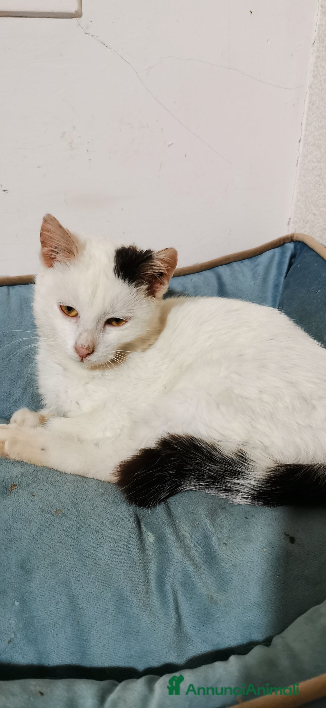 Europeo gatti in regalo: Gattina Bianca - Annuncio 4