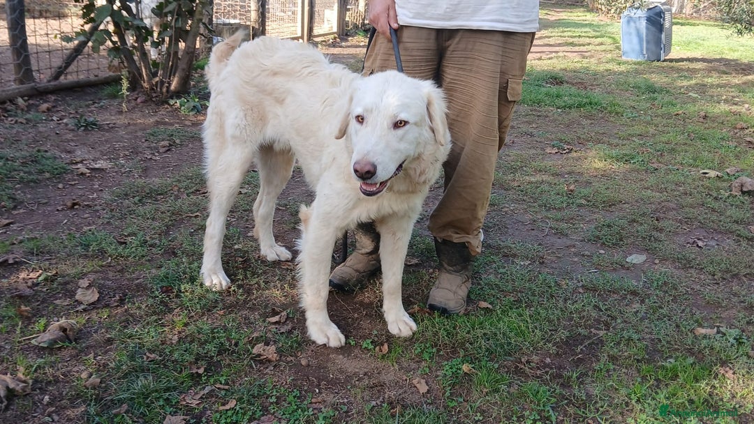 Meticcio cani in regalo: OSVALDO INC MAREMMANO CERCA UNA CASA - Annuncio 3