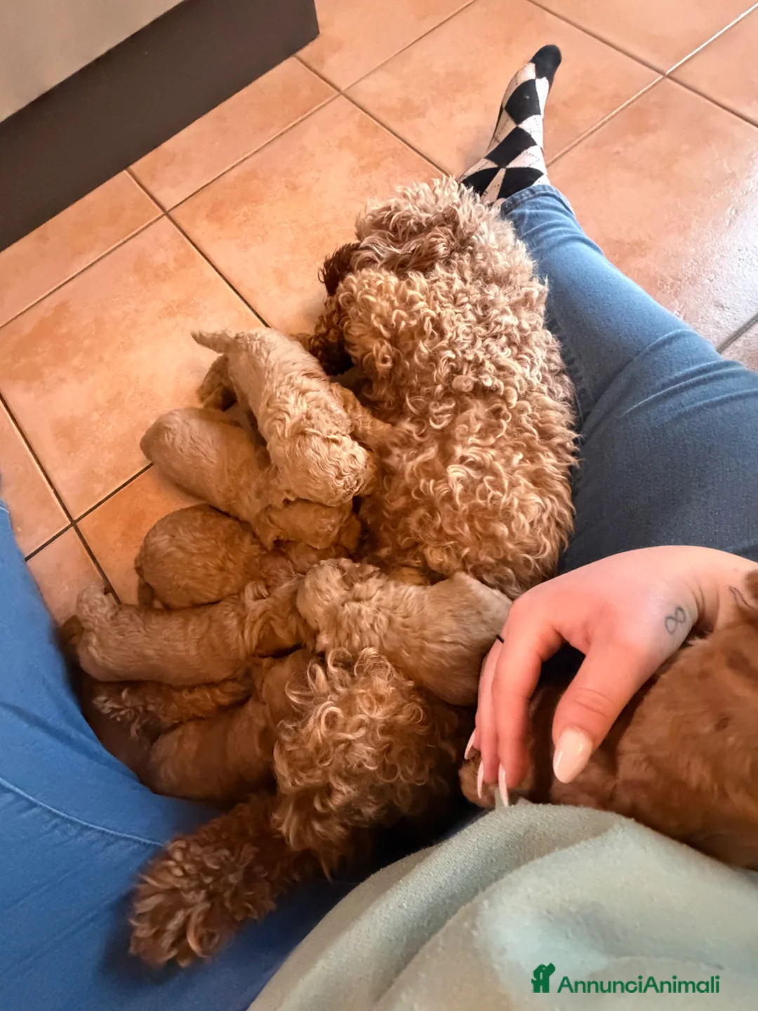 Barboncino Toy cani in vendita: Barboncini toy - Annuncio 2