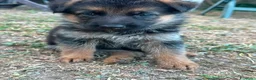 Pastore Tedesco cani in vendita: Vendesi cuccioli pastore tedesco  - Annuncio 3