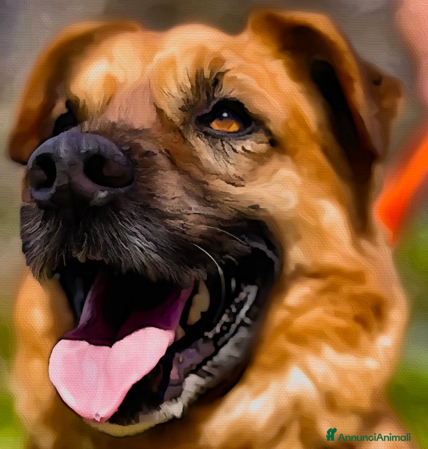 Meticcio cani Axel cerca una famiglia  - Annuncio 1