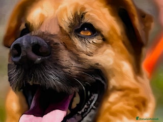 Meticcio cani Axel cerca una famiglia - Annuncio 1