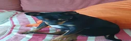 Meticcio cani in vendita: Miticcio pinser - Annuncio 2