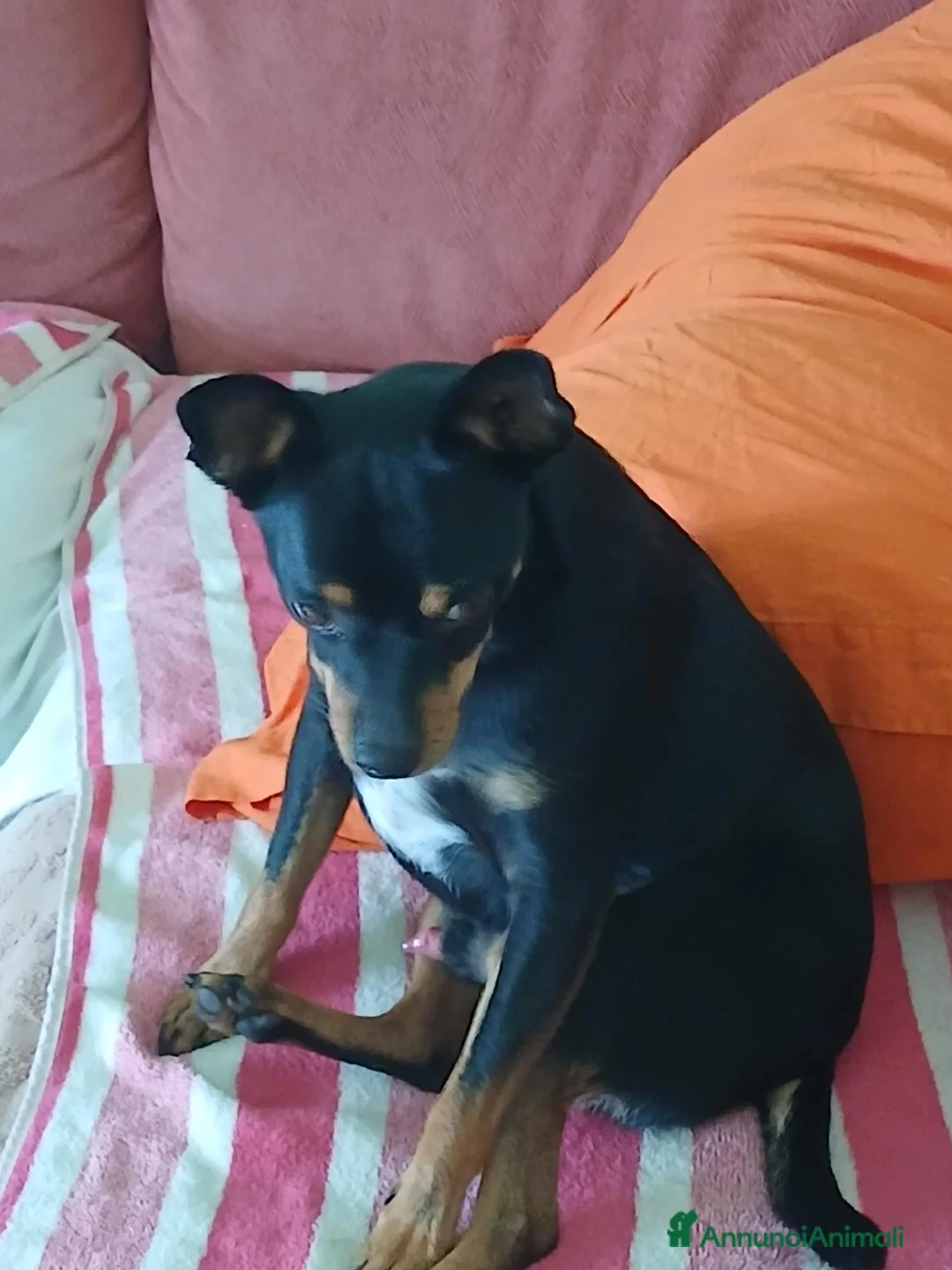 Meticcio cani in vendita: Miticcio pinser - Annuncio 2