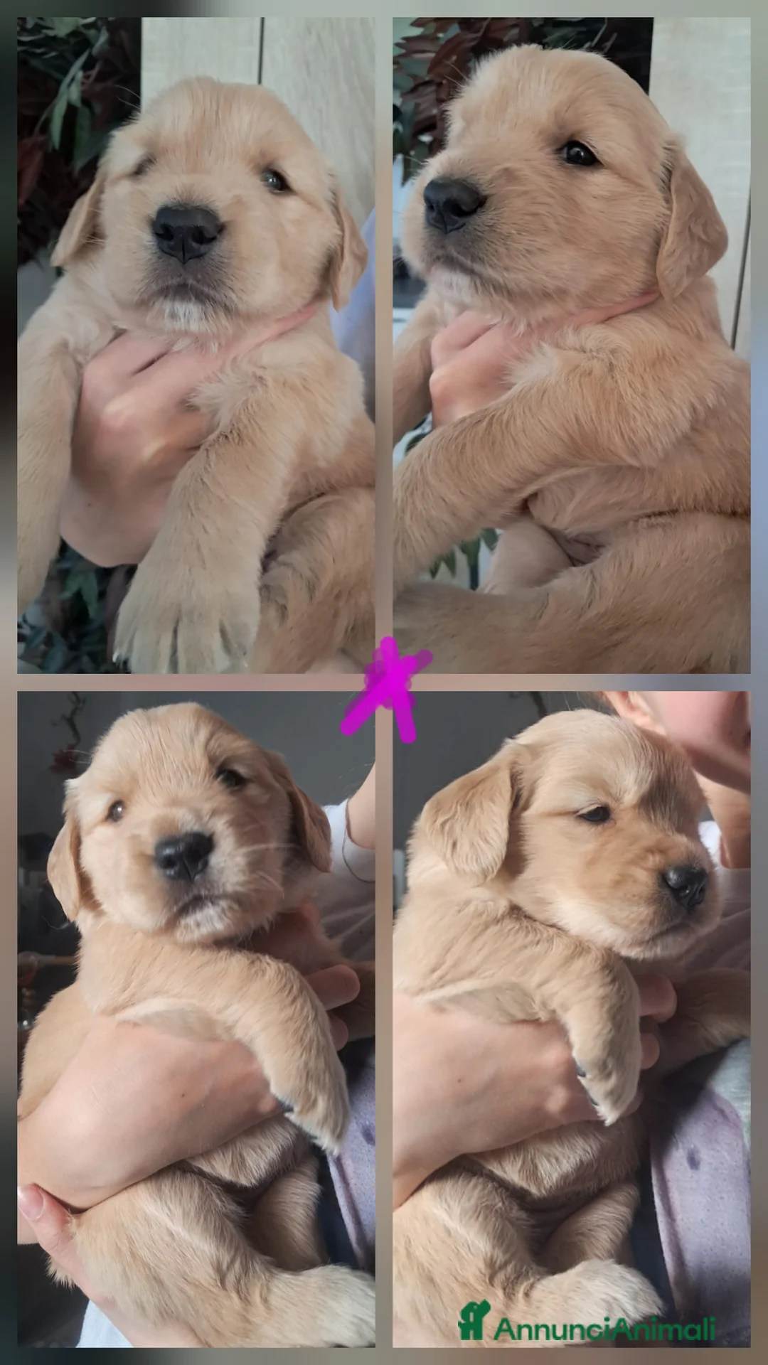 Golden Retriever cani in vendita: FEMMINE DI GOLDEN RETRIEVER a Provincia di Padova - Annuncio 2