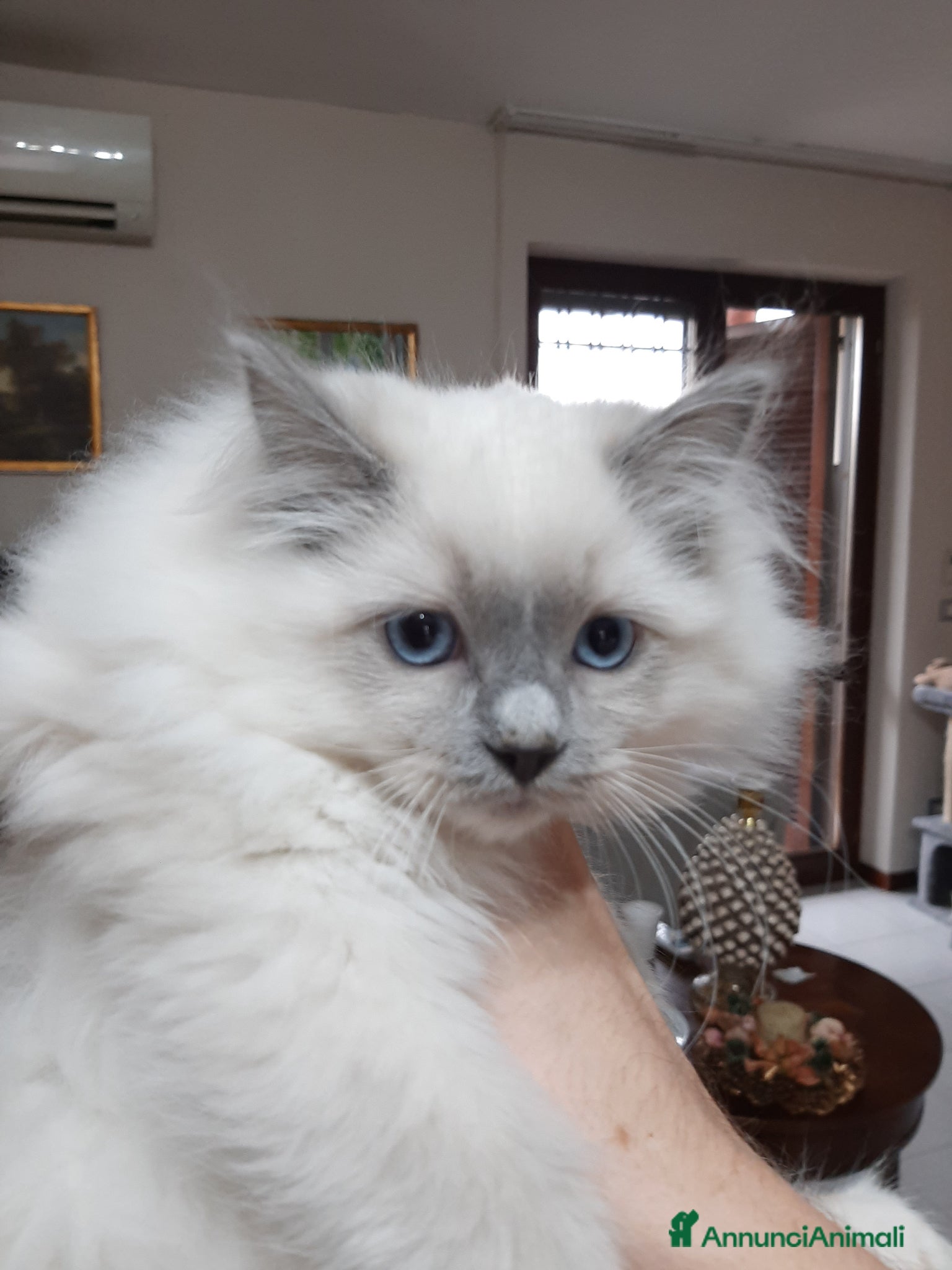 Ragdoll gatti Cucciolo maschio blu mitted altissima genealogia - Annuncio 1
