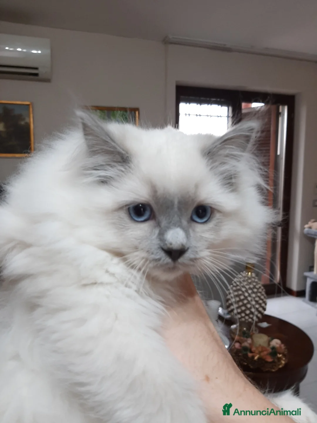 Ragdoll gatti in vendita: Cucciolo maschio blu mitted altissima genealogia - Annuncio 1