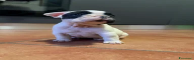 Bulldog Francese 4
