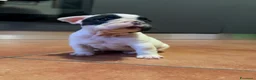 Bulldog Francese cani in vendita: Bulldog francese cuccioli  - Annuncio 5