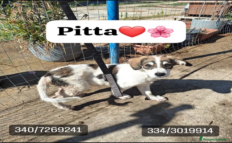 Meticcio cani a Provincia di Varese - Annuncio 16