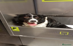 Bearded Collie cani per accoppiamento: Accoppiamento  a Città Metropolitana di Bologna - Immagine 1