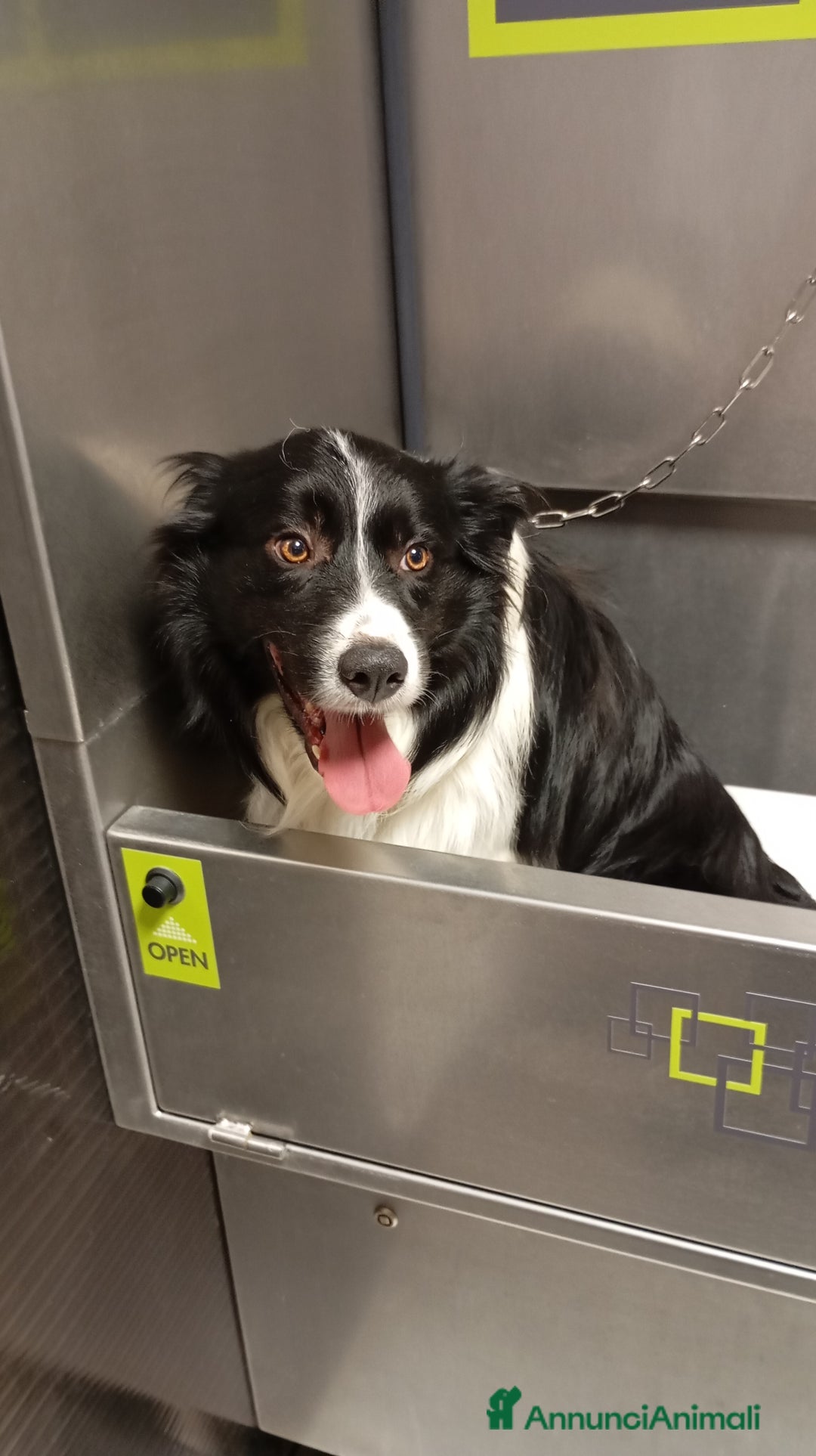 Bearded Collie cani per accoppiamento: Accoppiamento  a Città Metropolitana di Bologna - Immagine 1