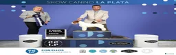 Jack Russell cani in vendita: Cuccioli jack russell lineaespositiva pelo ruvido  a Città Metropolitana di Torino - Annuncio 6
